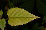 Hairy crabweed <BR>Clammyweed